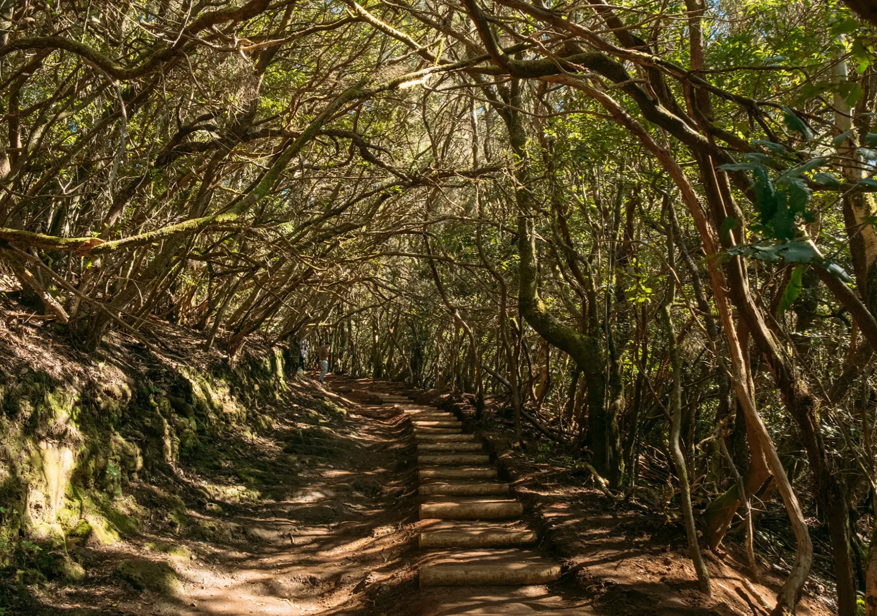 Anaga rainforest — Tenerife