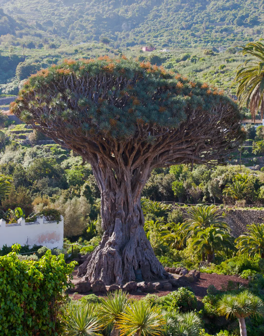 Drago Milenario — Tenerife